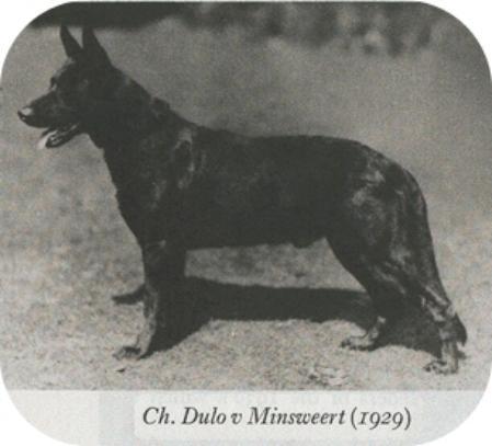 UK.CH. Dulo von Minsweert