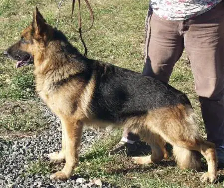 Eric vom Fleischerheim IV