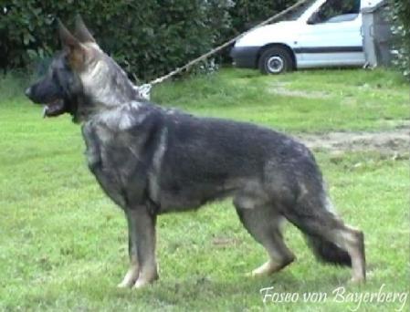 Fosco von Bayerberg