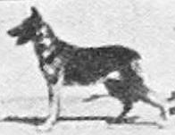 Joy Fortunate Fields