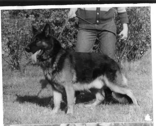 Pandur aus dem Schwarzen Zwinger