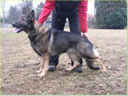 Hillary aus der Könighshöhle