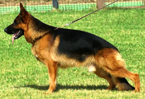 V Lutz von der Noriswand