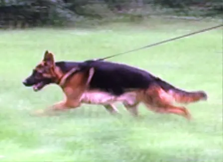 V Arek v Wolfsieger Land