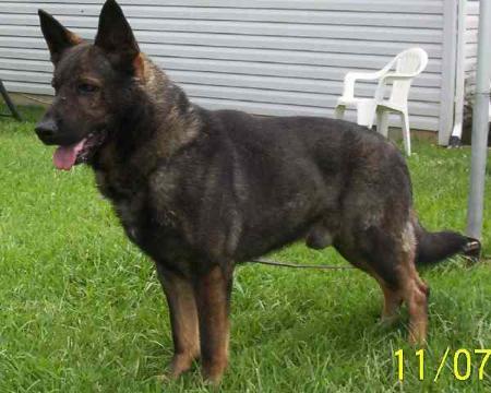 Besagus Des Loup Garou