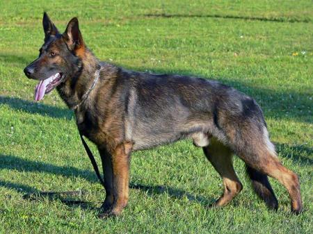 Baddy vom Salztalblick