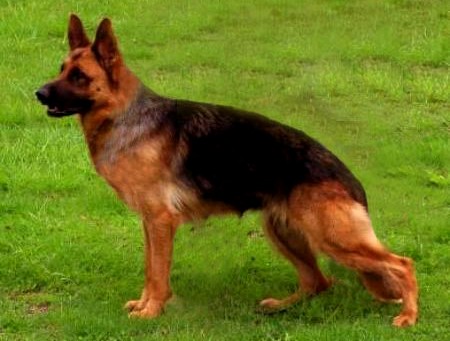 SG2 Anka Vom Empire Land