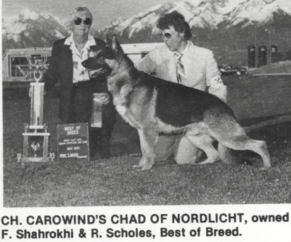 CH (US) Carowind's Chad Of Nordlicht