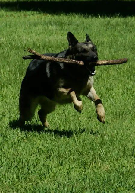 Vinsie vom Salztalblick