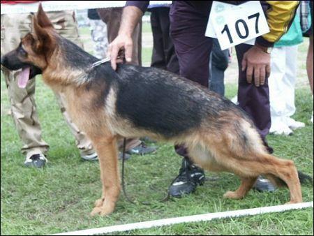 Niki z Rakowieckiego Dworu