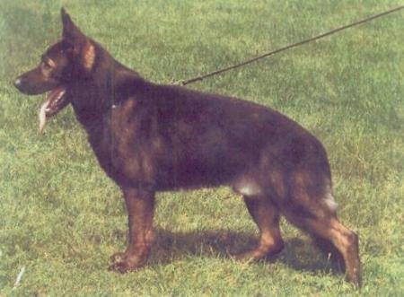 V Nero vom Burgdorfer Land