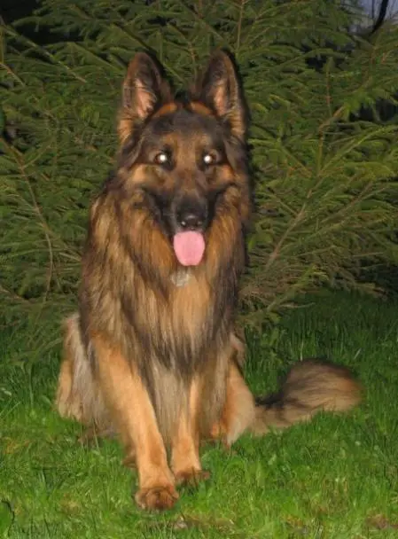 Dingo von Waldenland