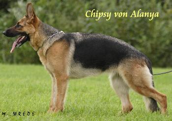 Chipsy von Alanya