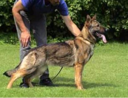 Twin van Kleyn Hammer