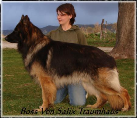 Boss Von Salix Traumhaus