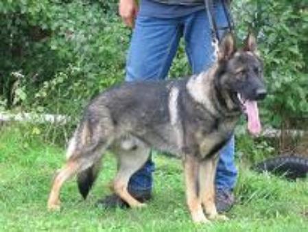 Bullit van de Montferhoeve