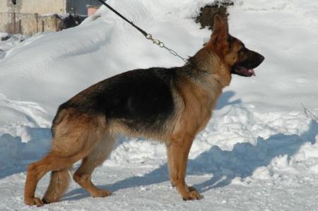 BOB venus v castelaro