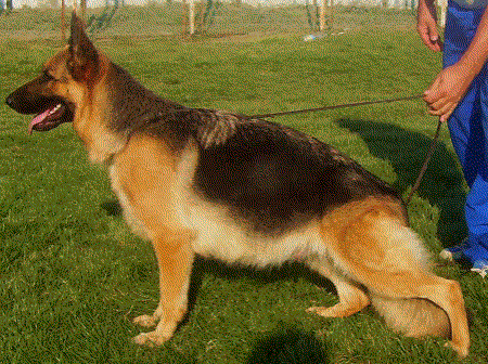 V (RO) Gily van Pavora