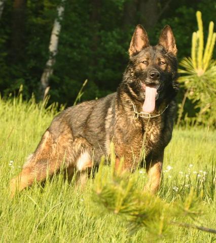 V (BSZS RUS) Carat vom Röhnsaler Bach