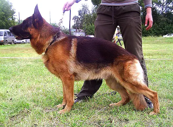 Opal von der Kisslegger Burg