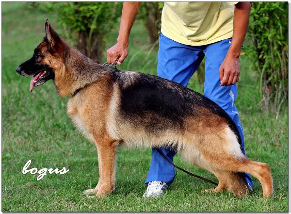 V Olympia vom Fürstenberg