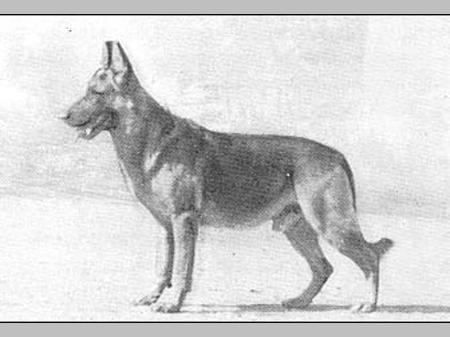 Cäsar vom Polizeiprasidium Halle