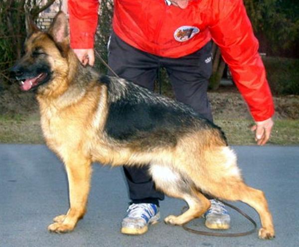 V5. Szeged-Vidéki Piggi