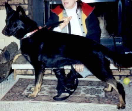 Queen Draca Von Haus Cimmerian