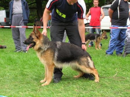 SG1 Lea von Bellissimo