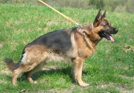 Steinamangeri Larson