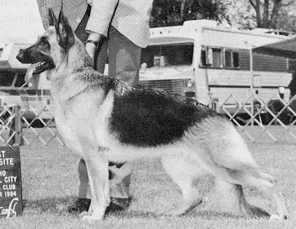 CH (US/CAN) Geneves Christina Il Padrino