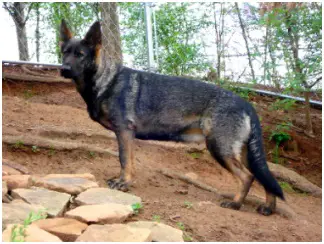 Katarina vom Alt-Ostland