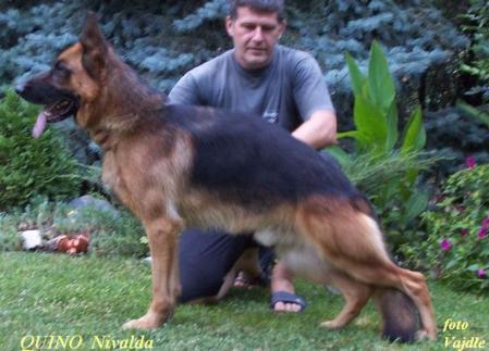 SG-SCG SEIGER Quino von Nivalda