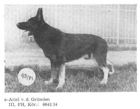 Ariel von der Gründen