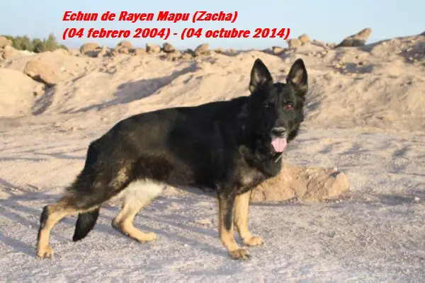 Echun de Rayen Mapu