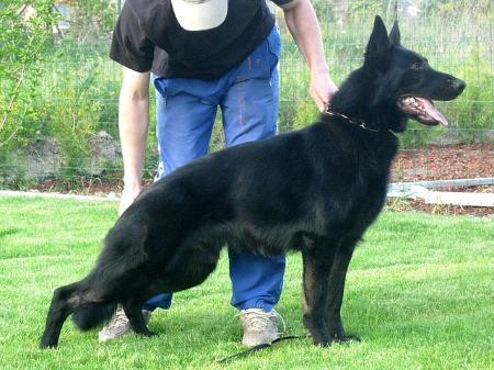 Diezel vom Scandinawian