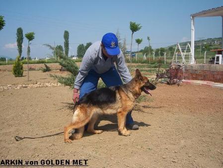 Artemis von golden met