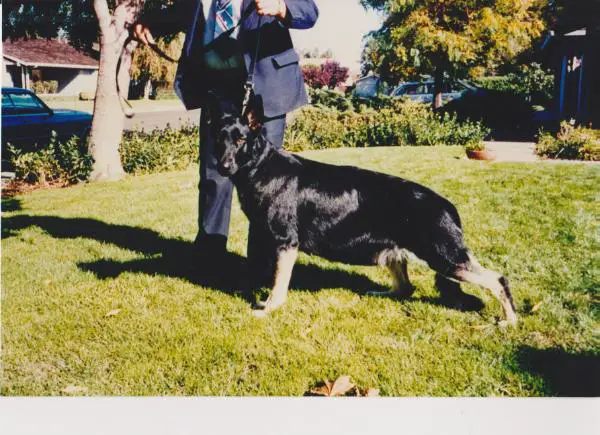 Kimmelots Taska Kantu