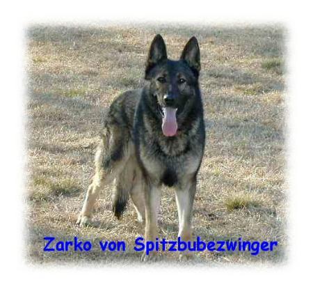 SCHH3 KKL2 USA Zarko von Spitzbubezwinger