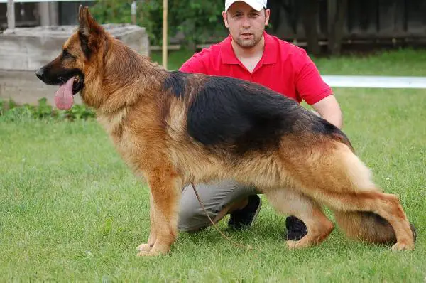 CH ROMANIA Uran von Bellissimo