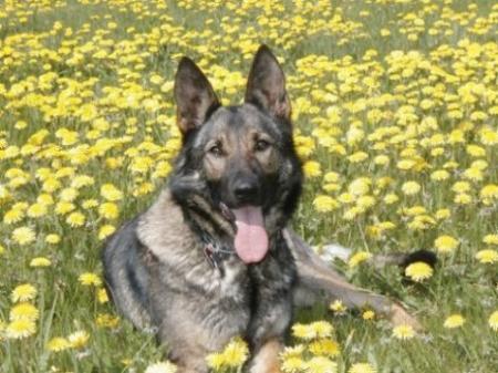 DKBRCH Glarbo Boogie