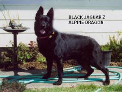 Black Jaguar Z Alpine Dragon