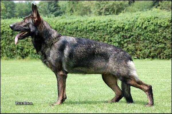 V2 Kyrill vom Haus Clanora