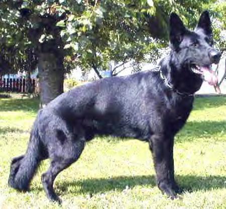 Dino von der Maineiche