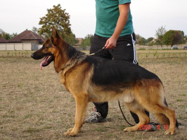 VV 1 RO SIEGER Fanto von Bad-Box