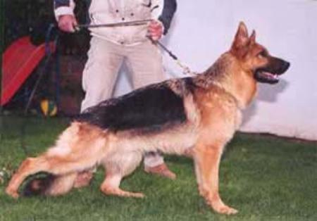 Dingo de El Cerrolen