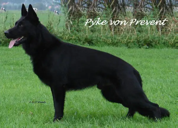 V Pyke von Prevent