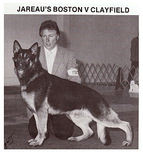 Jareaux's Boston V Clayfield