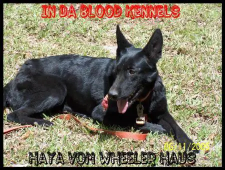 In Da Blood Kennels Haya Vom Wheeler Haus