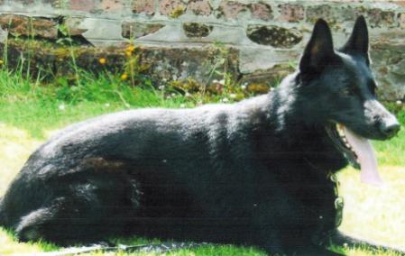 Robbosline Armageddon